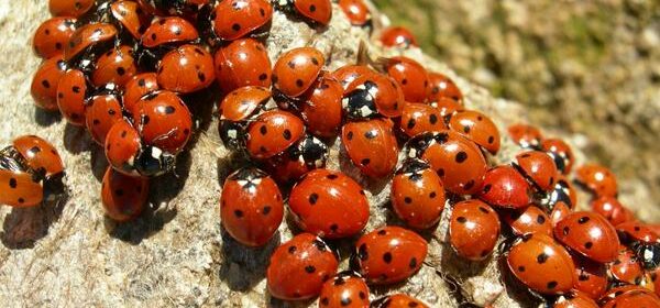 Christian Spiritual Meaning of Ladybugs