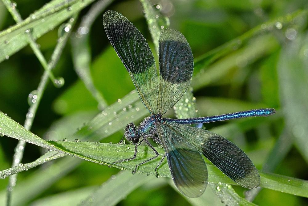 What Does It Mean When a Blue Dragonfly Crosses Your Path?