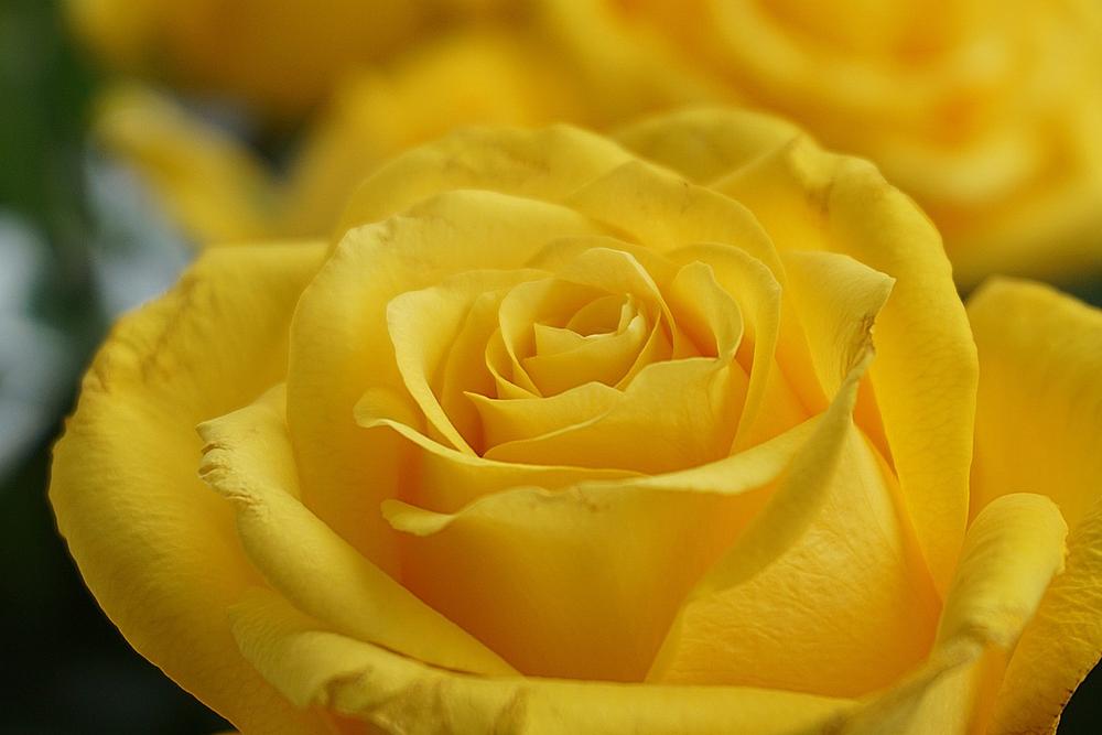 What Are Yellow Roses?