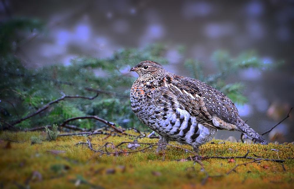 Grouse Symbolism in Nordic Culture