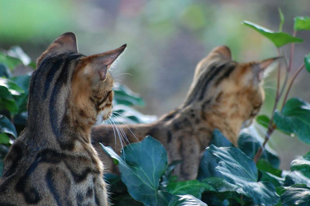 Understanding the Spiritual Essence of Bengal Cats
