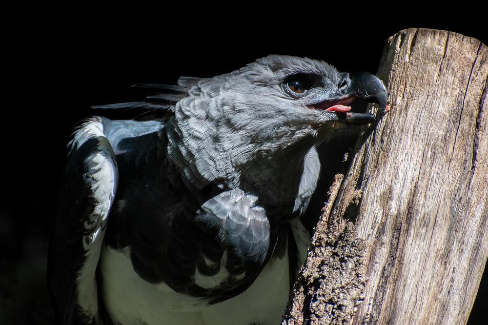 Harpy Eagle Spiritual Meaning in Ancient Mythology