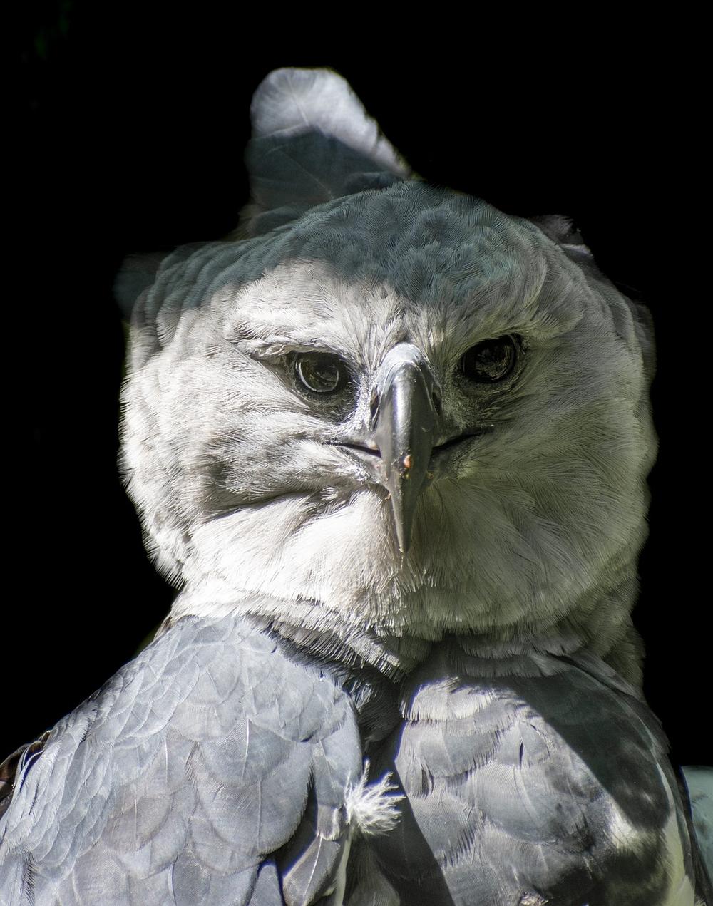 Characteristics and Behavior of the Harpy Eagle