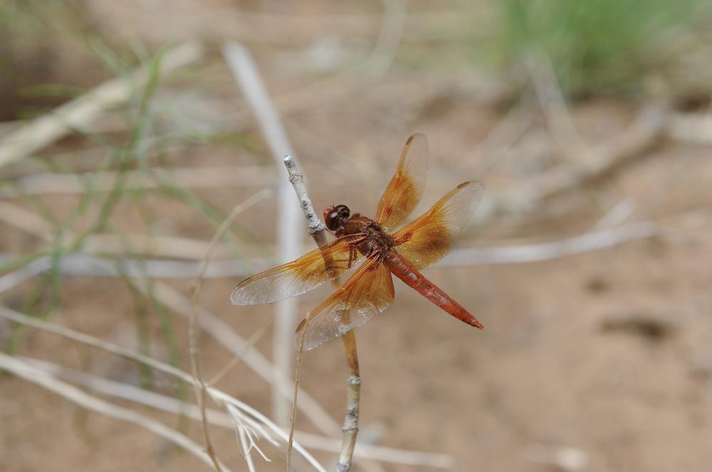 Orange Dragonfly Spiritual Meaning: Exploring Symbolism and Significance