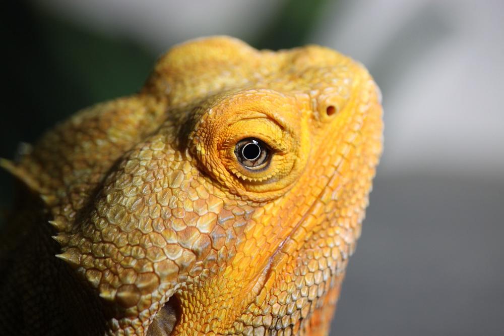 Bearded Dragon’s Meaning in Mythology and Folklore