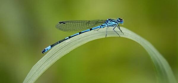 Dragonfly in House Spiritual Meaning