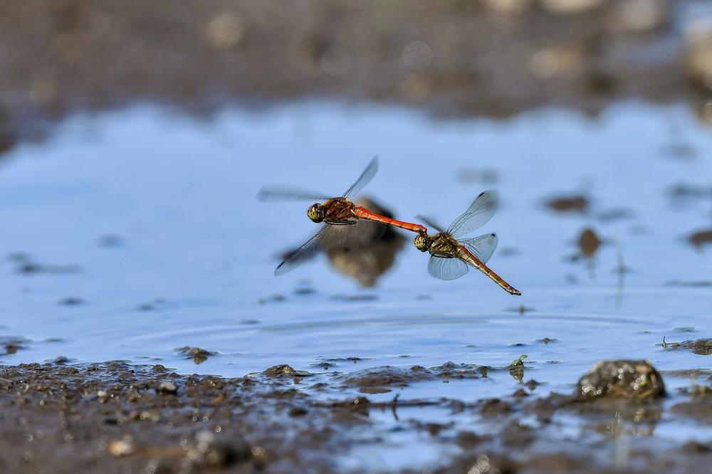 The Symbolic Presence of Dragonflies in Nature