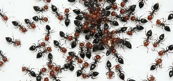 What Is the Spiritual Meaning of Ants