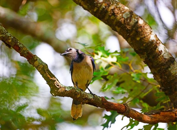 Blue Jay Spiritual Meaning Native American