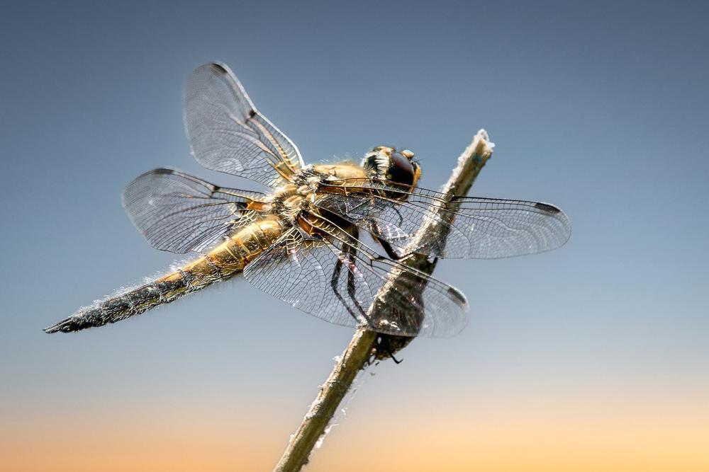 Significance of Dragonfly Sightings