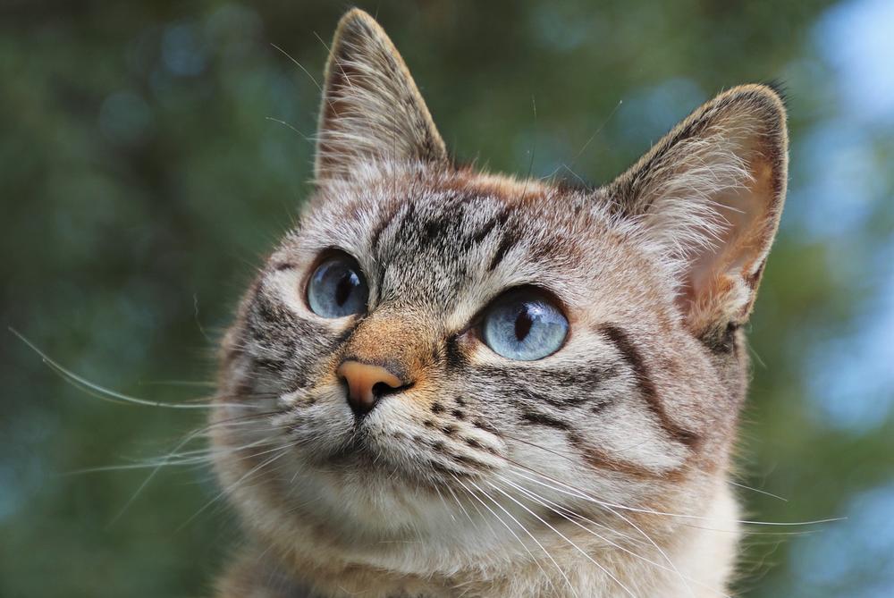 The Intuitive Powers of Cats: Connecting to a Higher Consciousness