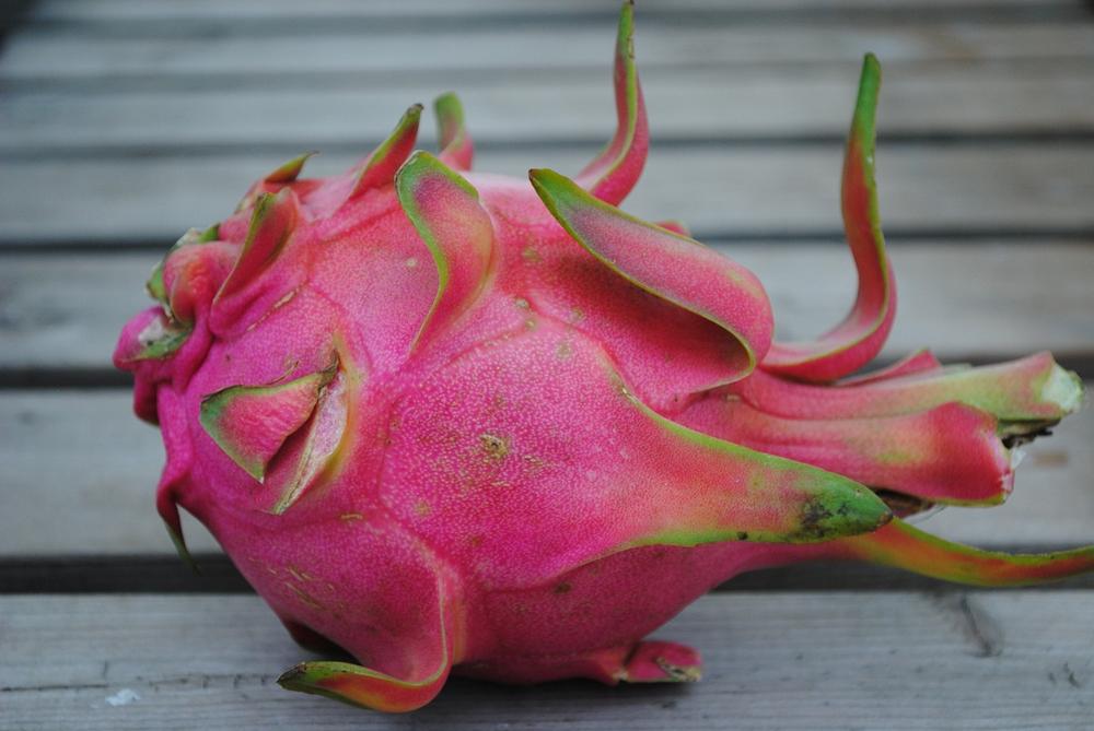 Exploring the Vibrant and Diverse Flavors of Dragon Fruit