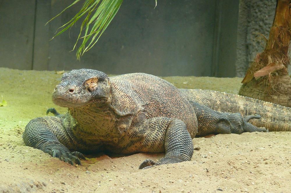 Komodo Dragon Symbolism & Spiritual Meaning