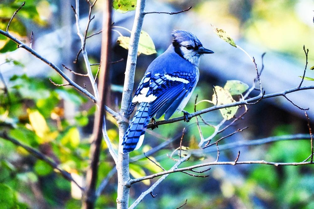 The Resilience and Fearlessness of Blue Jays