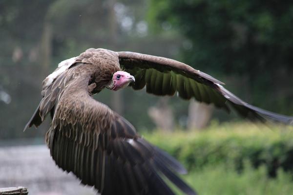 What Is the Spiritual Meaning of a Vulture