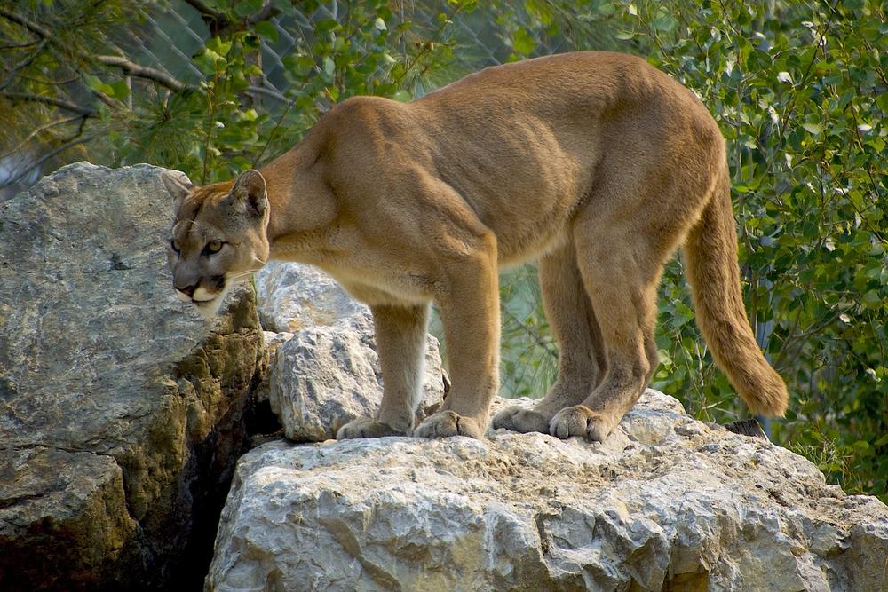 What Is Another Term for Cougar?