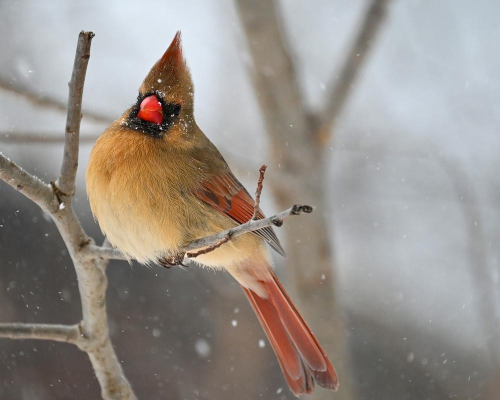 The Yellow Cardinal: A Rare Spectacle in Nature