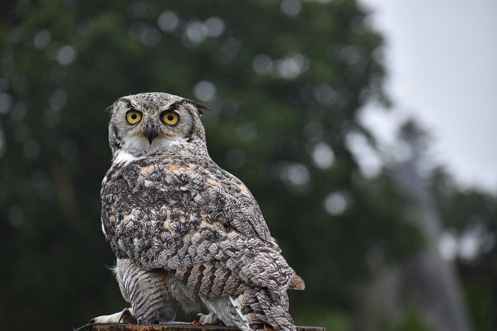 Unveiling the Intuitive Wisdom of the Great Horned Owl