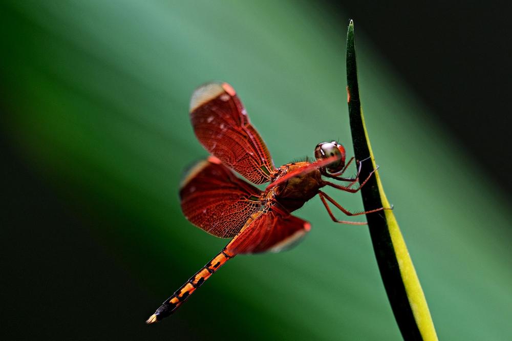 Red Dragonfly as an Ally in Emotional Healing
