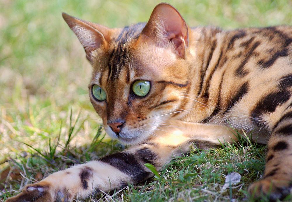 The Spiritual Significance of Bengal Cats