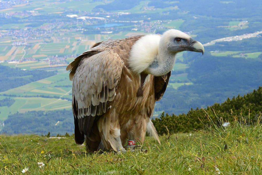 The Transformative Power of Vultures in the Cycle of Life and Renewal