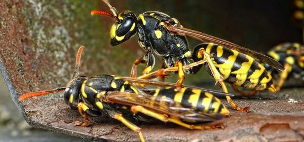 What Is the Spiritual Meaning of Wasps