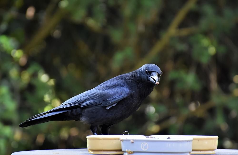 Mythological Associations: Crows and Ravens