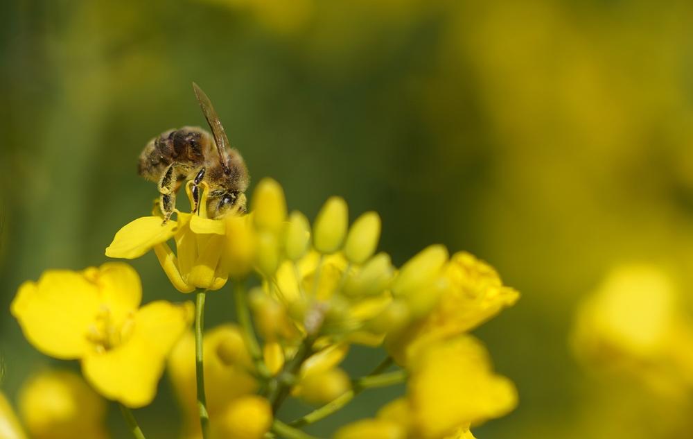 Healing Power of the Bee