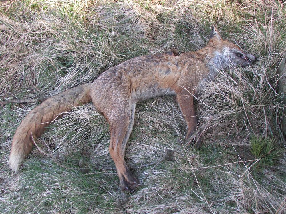 Dead Coyote Spiritual Meaning & Symbolism