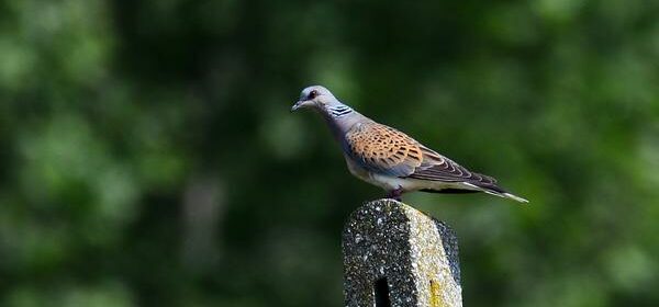 What Is the Spiritual Meaning of Turtle Doves