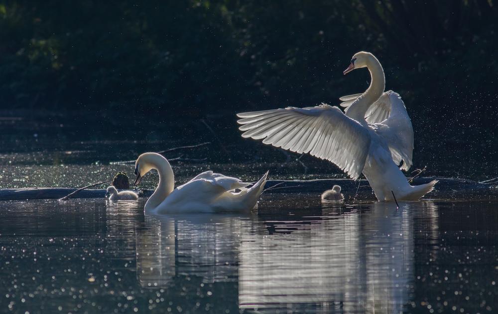 Embracing the Swan for Personal Growth