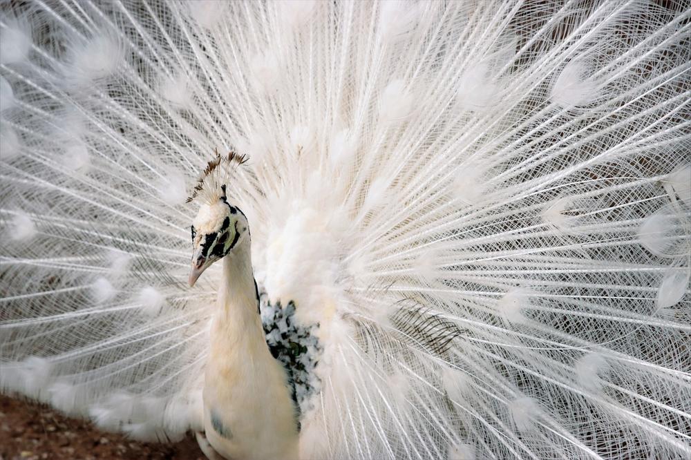 White Peacock as a Messenger of Spiritual Transformation