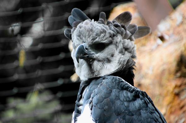 Harpy Eagle Spiritual Meaning