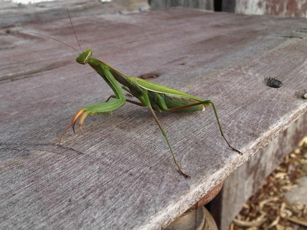 What Is the Significance of the Walking Stick Bug in Spirituality?