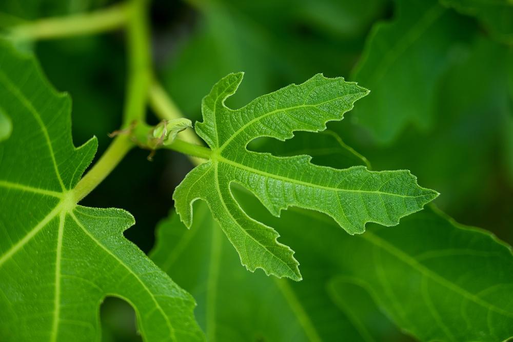 The Meaning, Symbolism, and Cultural Significance of Fig Trees