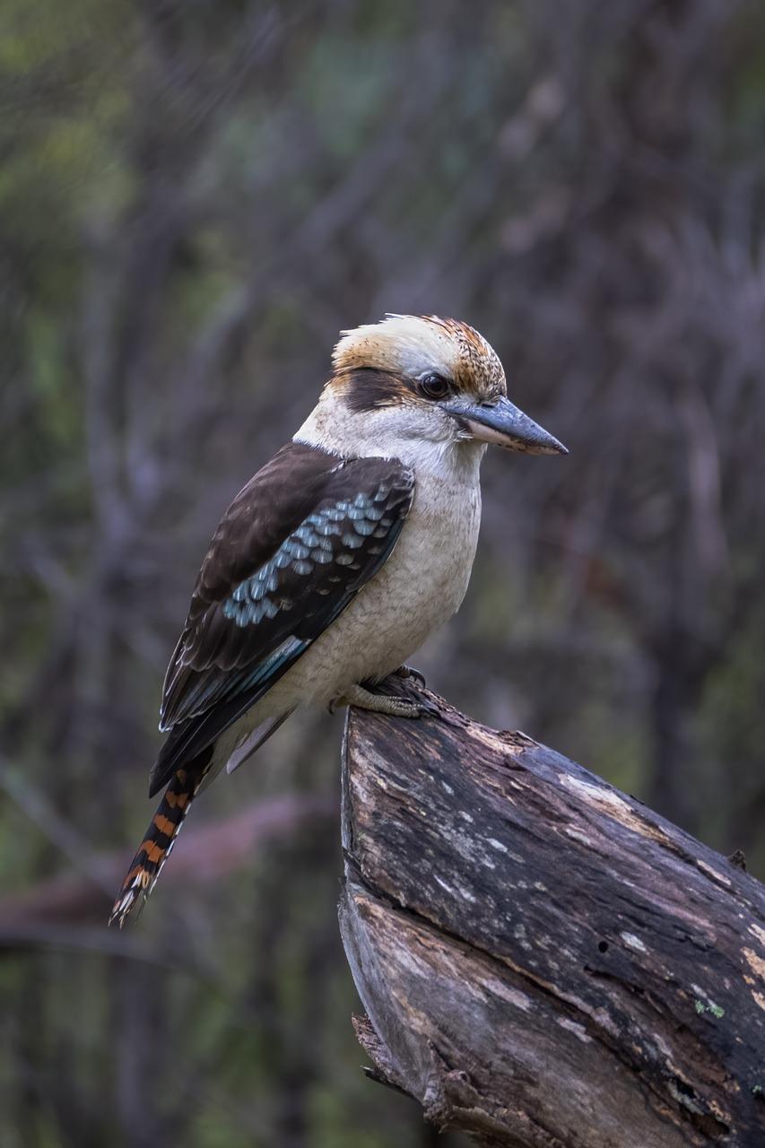 The Kookaburra's Significance in Mythology and Folklore