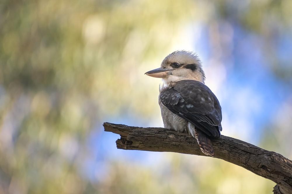 Kookaburra Symbolism and Meaning