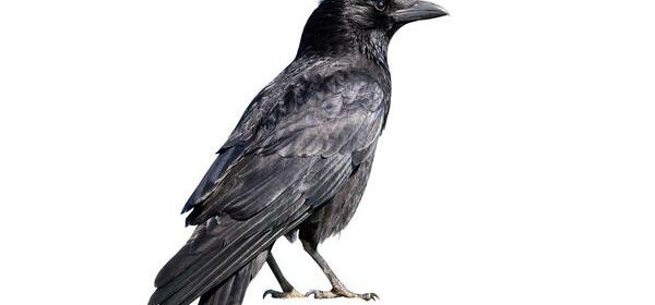 What Is the Spiritual Meaning of a Raven