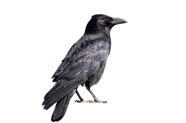 What Is the Spiritual Meaning of a Raven