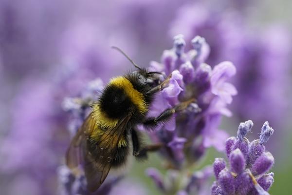 What Is the Spiritual Meaning of a Bumblebee