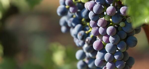 What Is the Spiritual Meaning of Grapes