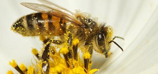What Is the Spiritual Meaning of a Bee