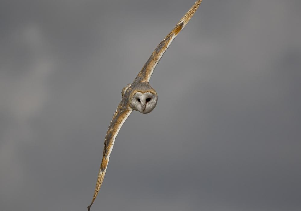 What Do Barn Owls Represent in Different Cultures?