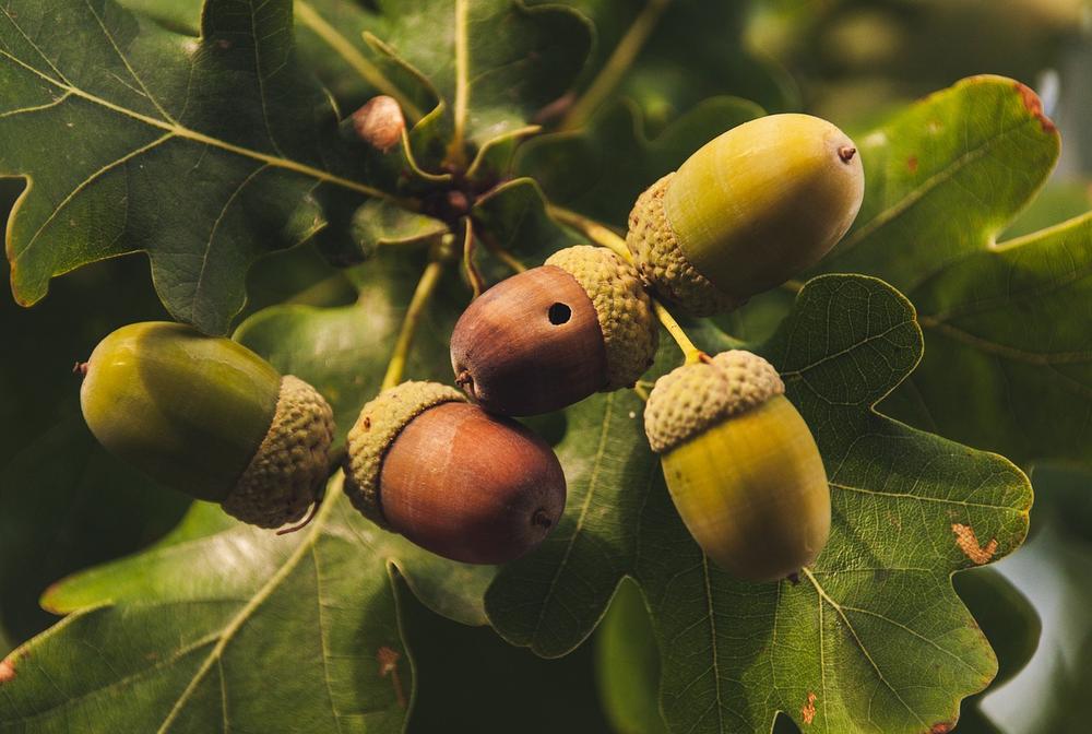 The Healing Powers of the Oak Tree