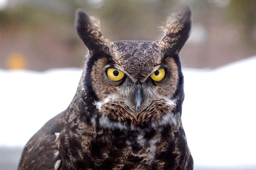 Understanding the Spiritual Meaning of the Great Horned Owl