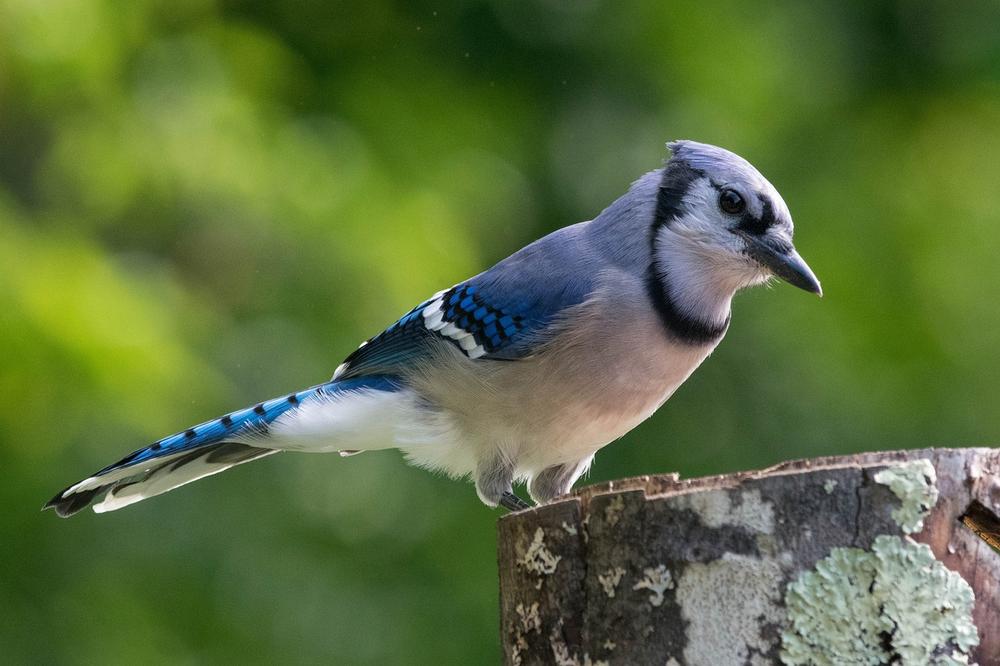 The Symbolism of the Blue Jay