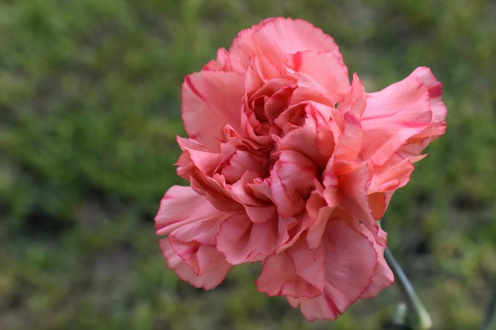 Exploring the Profound Symbolism of Carnations