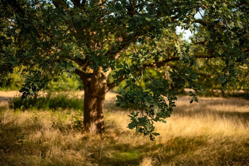 The Symbolic Significance of Acorns