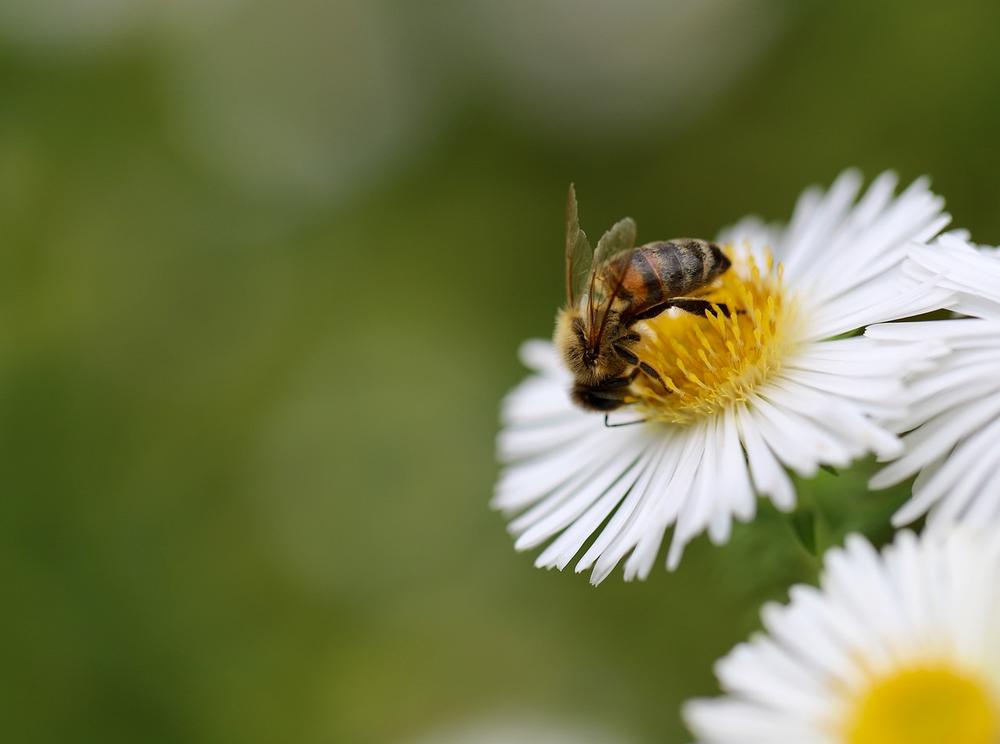 Bee and the Environment: Lesson in Interdependence