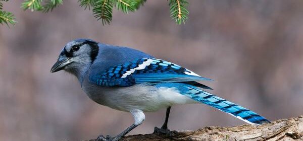 Blue Jay Spiritual Meaning Twin Flame